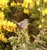 Dartford Warbler