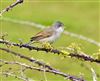 Whitethroat