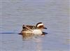 Garganey