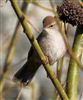 Cetti's Warbler