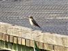 Wheatear