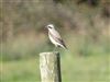 Wheatear