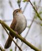 Cetti's Warbler