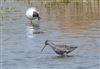 Spotted Redshank