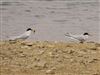 Little Tern