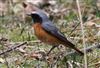 Redstart