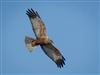 Marsh Harrier