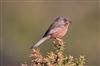 Dartford Warbler