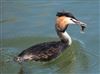 Great Crested Grebe