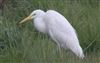 Great White Egret