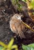 Whitethroat