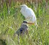 Great White Egret