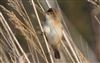 Reed Warbler