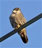 Peregrine