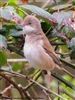 Whitethroat