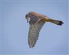 Kestrel