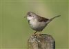 Whitethroat