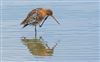 Black-tailed Godwit