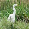 Great White Egret