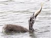 Great Crested Grebe