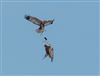 Marsh Harrier