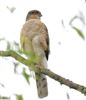 Sparrowhawk