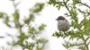 Lesser Whitethroat