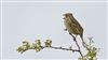 Corn Bunting