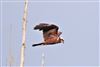 Marsh Harrier