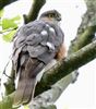 Sparrowhawk