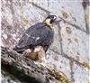 Peregrine