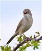 Whitethroat