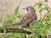 Whitethroat