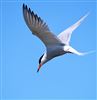 Common Tern