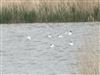 Little Gull