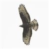 Honey-buzzard