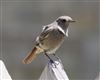 Black Redstart