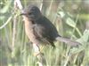 Dartford Warbler