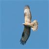 Honey-buzzard