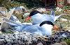 Common Tern