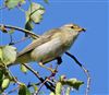 Willow Warbler