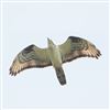 Honey-buzzard