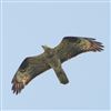 Honey-buzzard