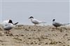 Roseate Tern