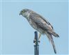 Sparrowhawk