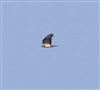 Honey-buzzard