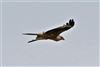 Red Kite