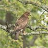 Buzzard