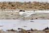 Little Tern