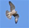 Peregrine